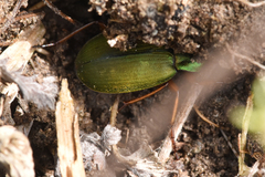 Chlaenius sericeus