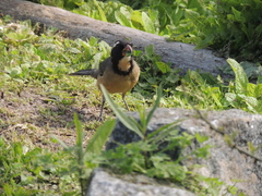 Saltator aurantiirostris