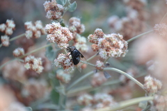 Copestylum violaceum
