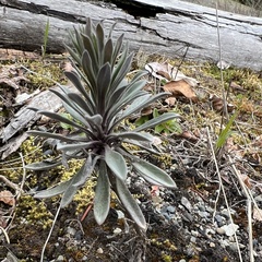 Boechera retrofracta