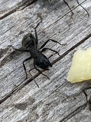 Camponotus vagus