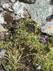Phyteuma globulariifolium