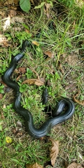 Pantherophis alleghaniensis