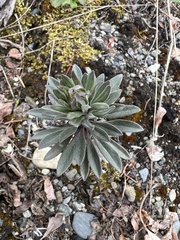 Boechera retrofracta