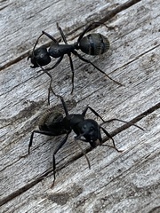 Camponotus vagus