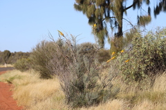 Grevillea eriostachya