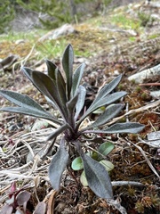 Boechera retrofracta