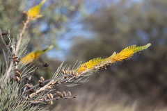 Grevillea eriostachya