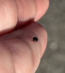 Chilocorus nigritus