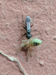 Agenioideus