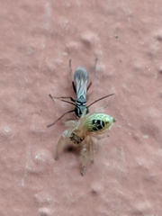 Agenioideus