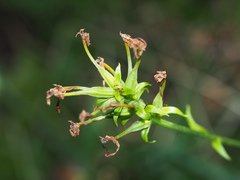 Platanthera ciliaris