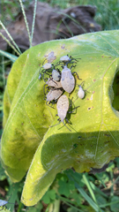 Anasa tristis