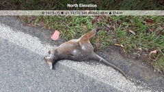 Thylogale stigmatica