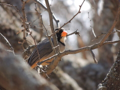 Saltator aurantiirostris