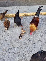 Gallus gallus domesticus