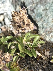 Phyteuma globulariifolium