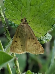 Achyra nudalis