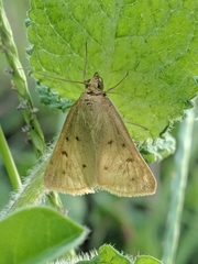 Achyra nudalis