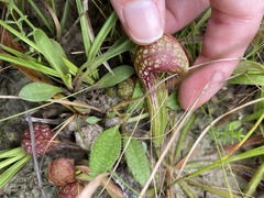 Sarracenia psittacina