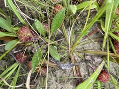 Sarracenia psittacina