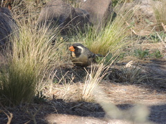 Saltator aurantiirostris
