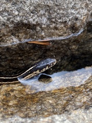 Thamnophis elegans elegans