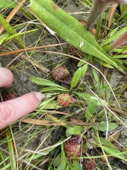 Sarracenia psittacina