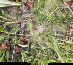 Sarracenia psittacina