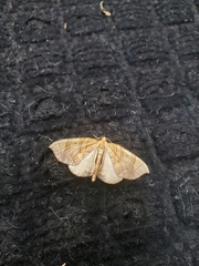 Eulithis diversilineata