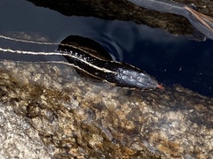 Thamnophis elegans elegans