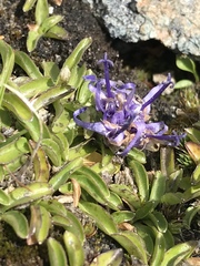 Phyteuma globulariifolium