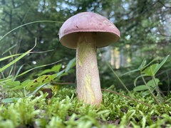 Tricholomopsis rutilans