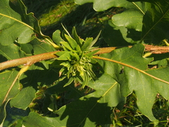 Andricus quercusfrondosus