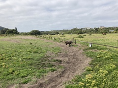 Tragelaphus sylvaticus sylvaticus