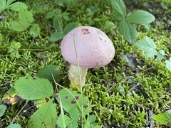 Tricholomopsis rutilans