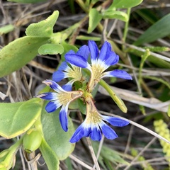 Scaevola calendulacea