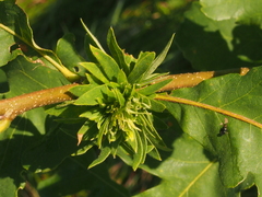 Andricus quercusfrondosus