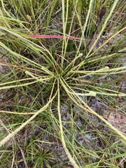 Drosera tracyi