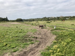 Tragelaphus sylvaticus sylvaticus