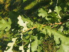 Andricus quercusfrondosus