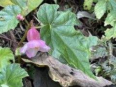 Begonia formosana