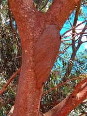 Synoeca