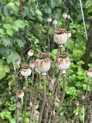 Papaver somniferum