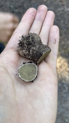 Rhizopogon