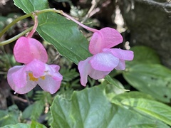 Begonia formosana
