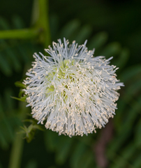 Mimoseae