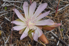 Lewisia rediviva