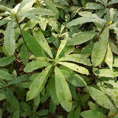 Rhododendron luteum