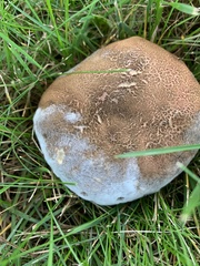 Porphyrellus sordidus